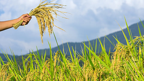 Paddy Crop