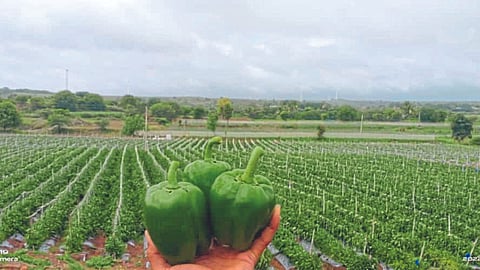 Vegetable Farming