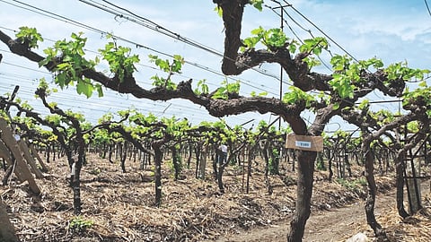 Grape Harvesting