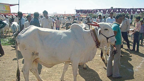 Desi Cow