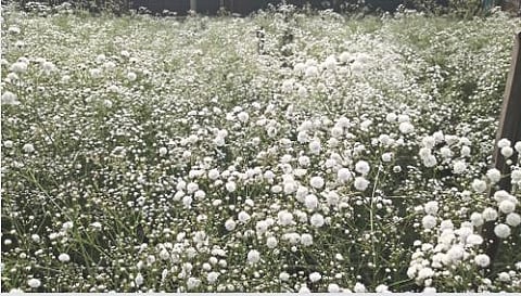 Flower farming