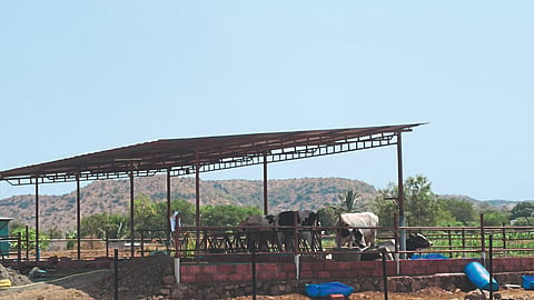 Dairy Business