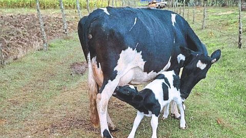 Animal Care