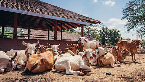 Goshala 