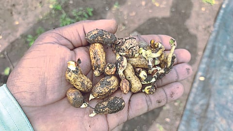 Crop Damage