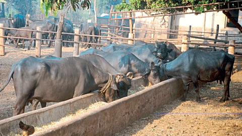 Animal feed