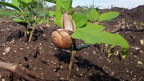  Snail Control 