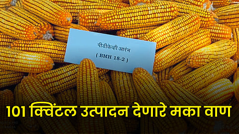 Maize Variety