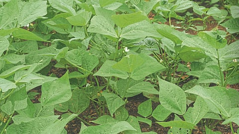 Soybean 