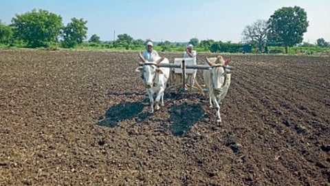 Rabi Sowing