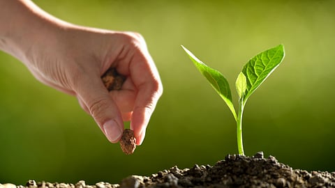 Seed Demand