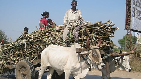 Sugarcane 