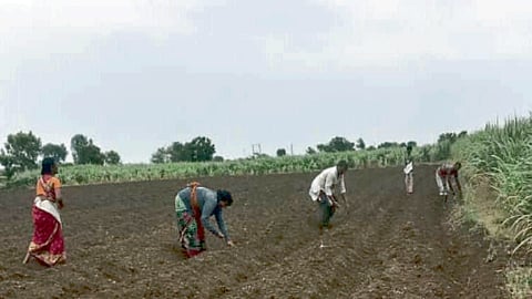 Cotton Cultivation