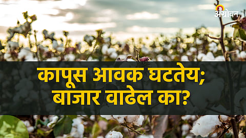 Cotton Market