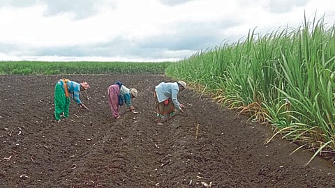 Kharif Sowing 