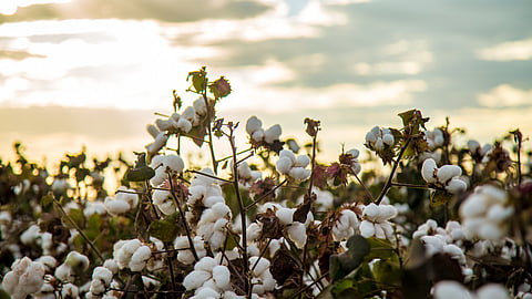 Cotton Cultivation
