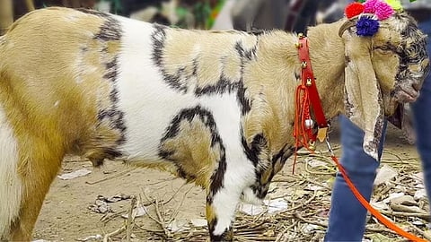 Totapuri Goat Breed