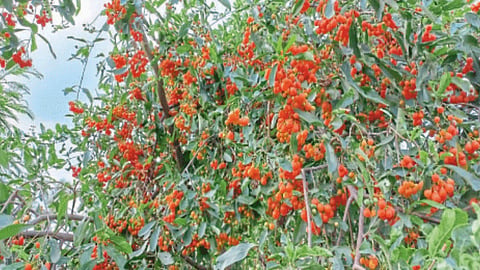Godan Fruit