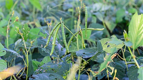Mung, Urad Variety 