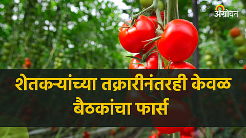 Tomato Crop Damage 