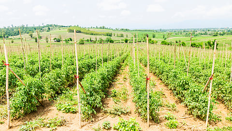 Tomato Cultivation