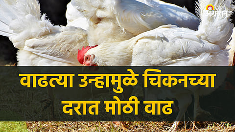 Chicken Prices