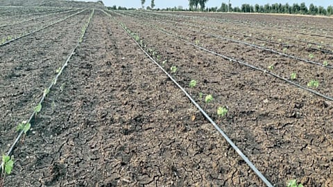 Cotton Cultivation