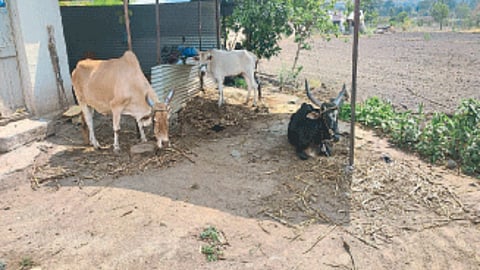 Animal Fodder Shortage