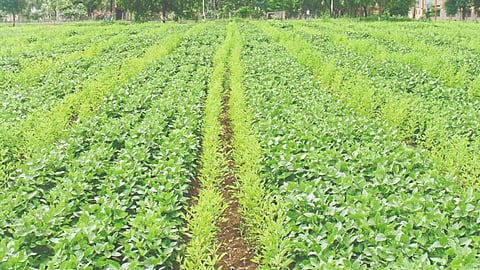 Weed Management