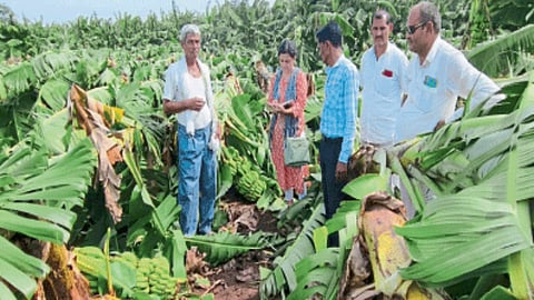 Crop Damage Survey