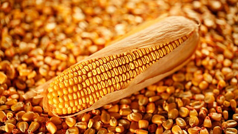Maize