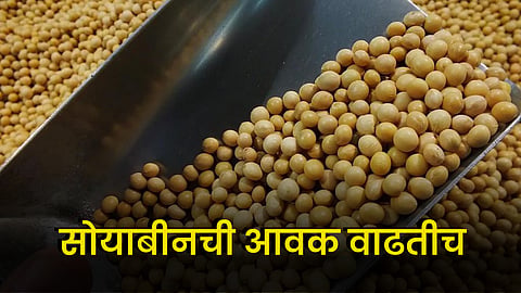 Soybean 