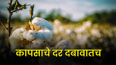 Cotton Market