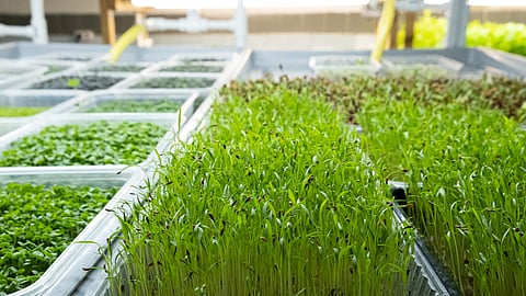 Eco-Friendly Farming