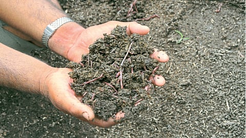 Agriculture Fertilizer