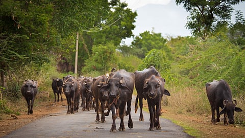 Buffalo Reproduction Management 