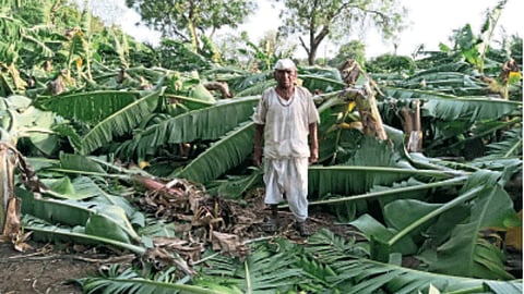 Banana Orchard