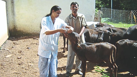 Veterinary Medicine College