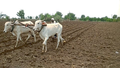 Sowing Update