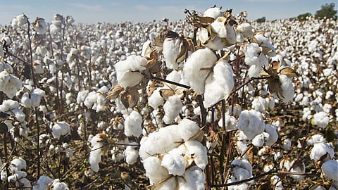 Cotton Varieties