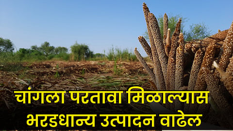 Millet Production
