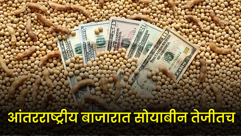 Soybean Market