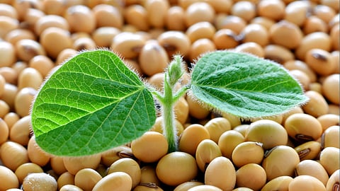 Soybean Seed