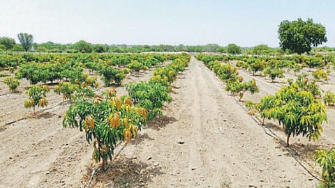 Fruit Orchard Cultivation
