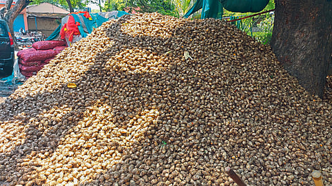 Turmeric Seed