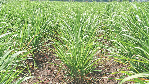 Crop Nutrition