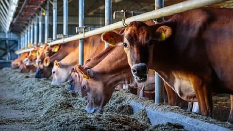 Livestock