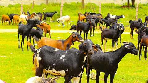 Pregnant Goat Management