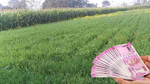 Crop Loan Distribution