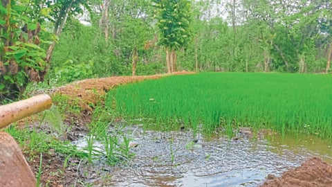 Agriculture Water Update